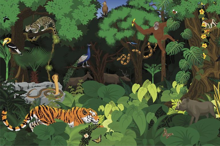 Rainforest illustration