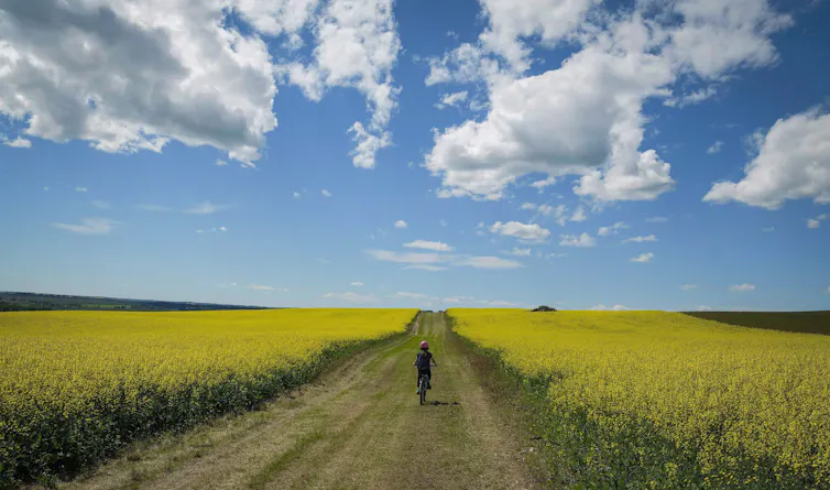 A cyclist rides between two bright-yellow canola fields.