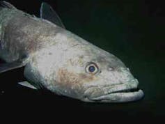 Antarctic toothfish underwater in McMurdo Sound, Antarctica