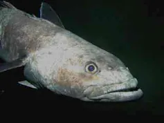 Antarctic toothfish underwater in McMurdo Sound, Antarctica