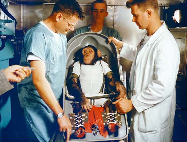 A chimpanzee wearing white clothing strapped into a seat surrounded by three men in lab coats.