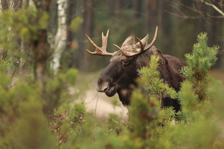 Moose head behind green bushes