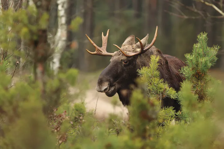 Moose head behind green bushes