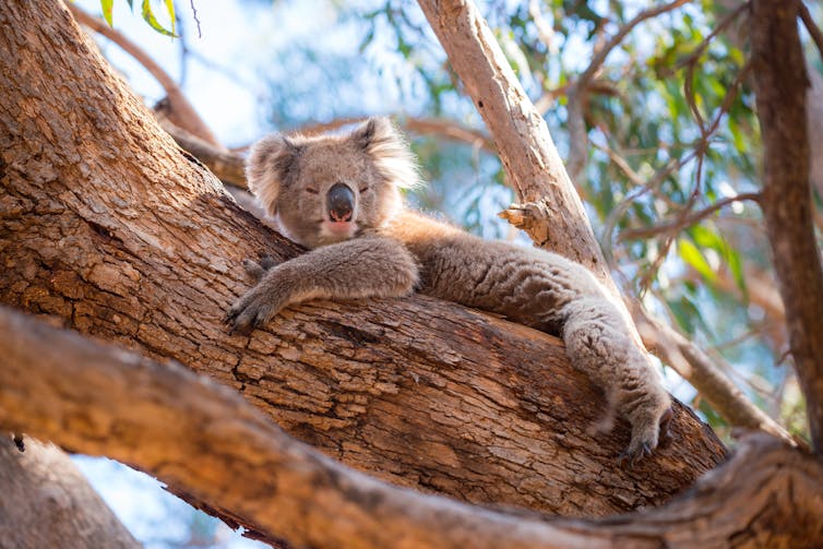 A koala in a tree