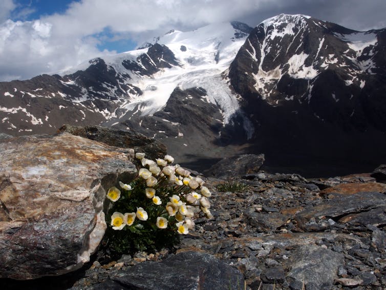 A patch of buttercups in bare rock with a glacier in the background.