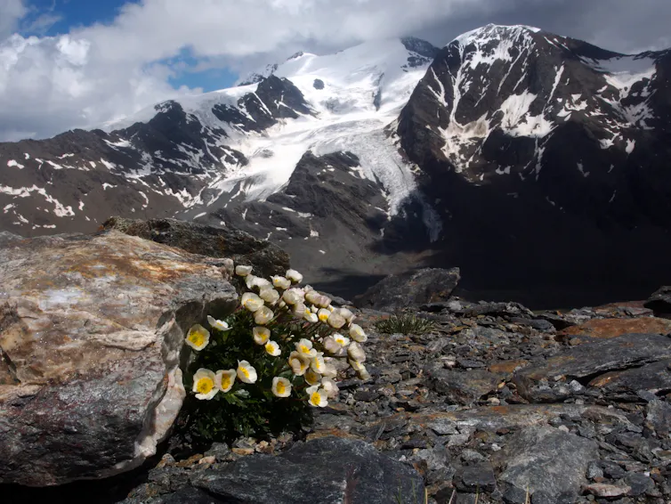 A patch of buttercups in bare rock with a glacier in the background.