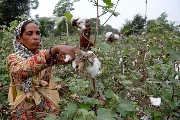 Sur cette photo prise le 29 octobre 2014, des ouvriers indiens récoltent le coton dans un champ à la périphérie de Barnala, dans l’État du Pendjab