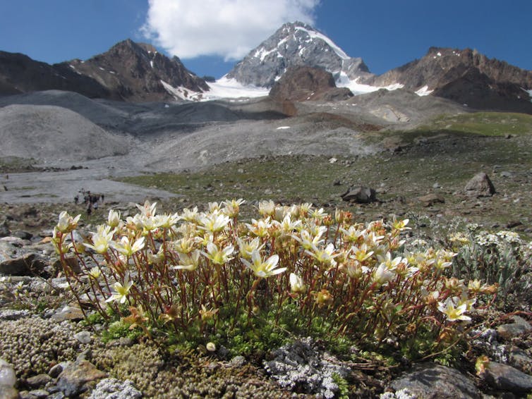 A bunch of white and yellow flowers growing close to the rocky mountain soil.