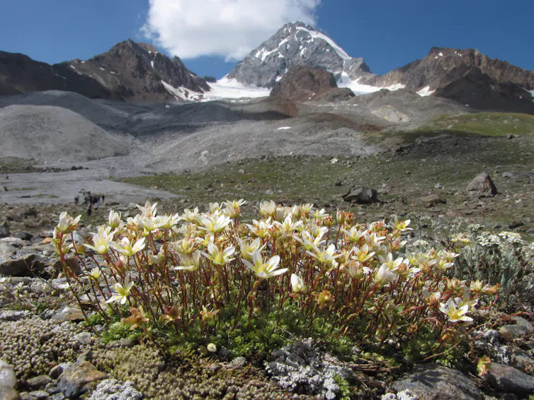 A bunch of white and yellow flowers growing close to the rocky mountain soil.