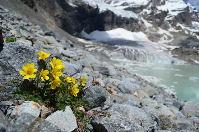 Small, yellow flowers poke out of rocks near a glacier.
