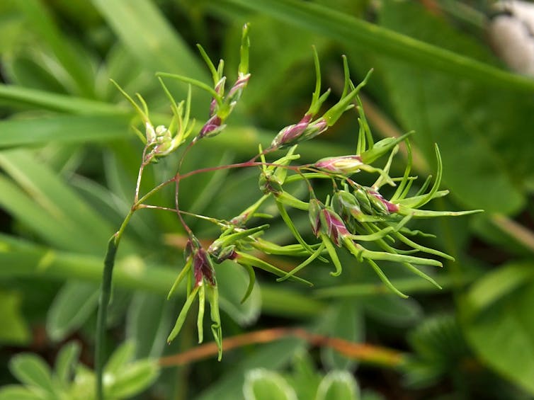 A fan-like plant with green and purple flowers.