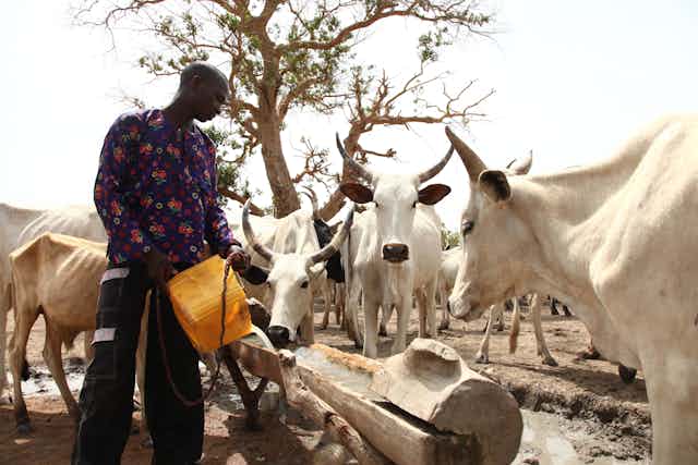 A man pours a bucket of water into a wooden trough while cattle gather around