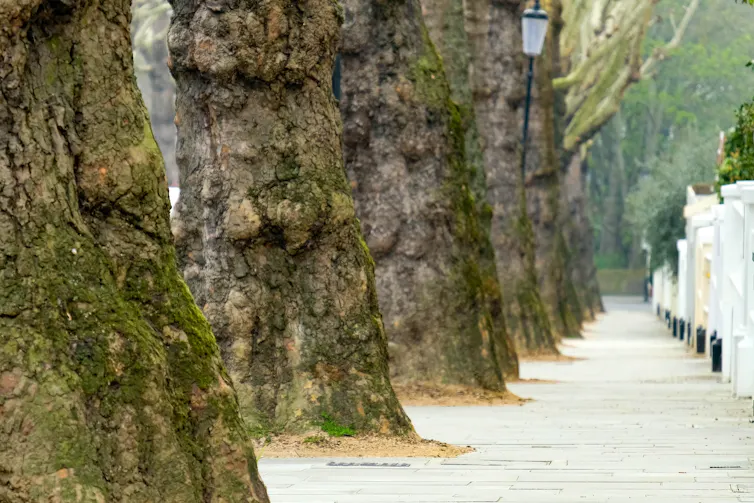 A row of large trees along a street.