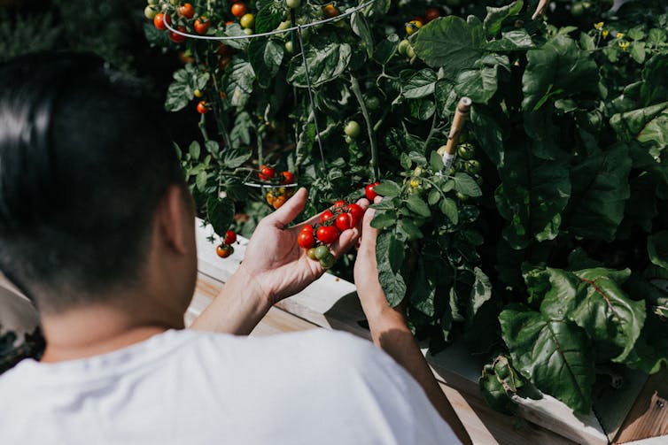 A man looks at bright-red cherry tomatoes growing on a tomato plant.
