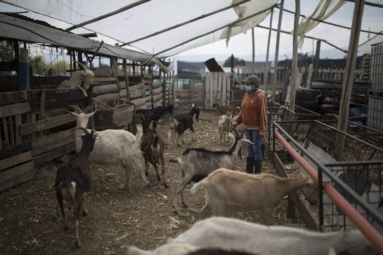 A woman tends to her goats on a goat dairy farm.