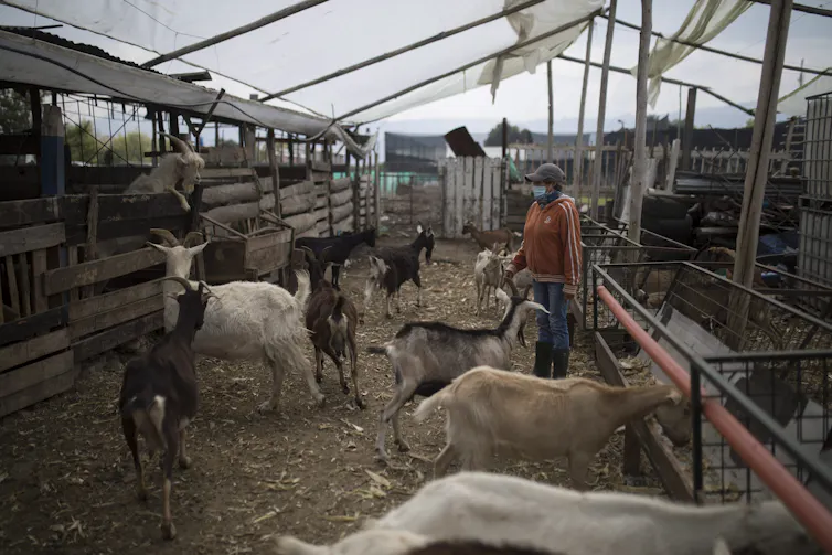 A woman tends to her goats on a goat dairy farm.