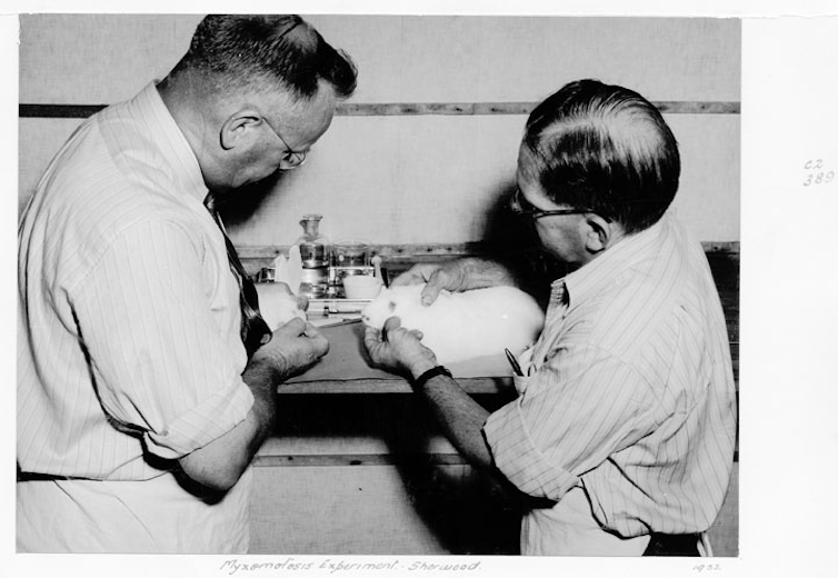 Black and white photo of the myxomatosis control trial in Australia, 1952.
