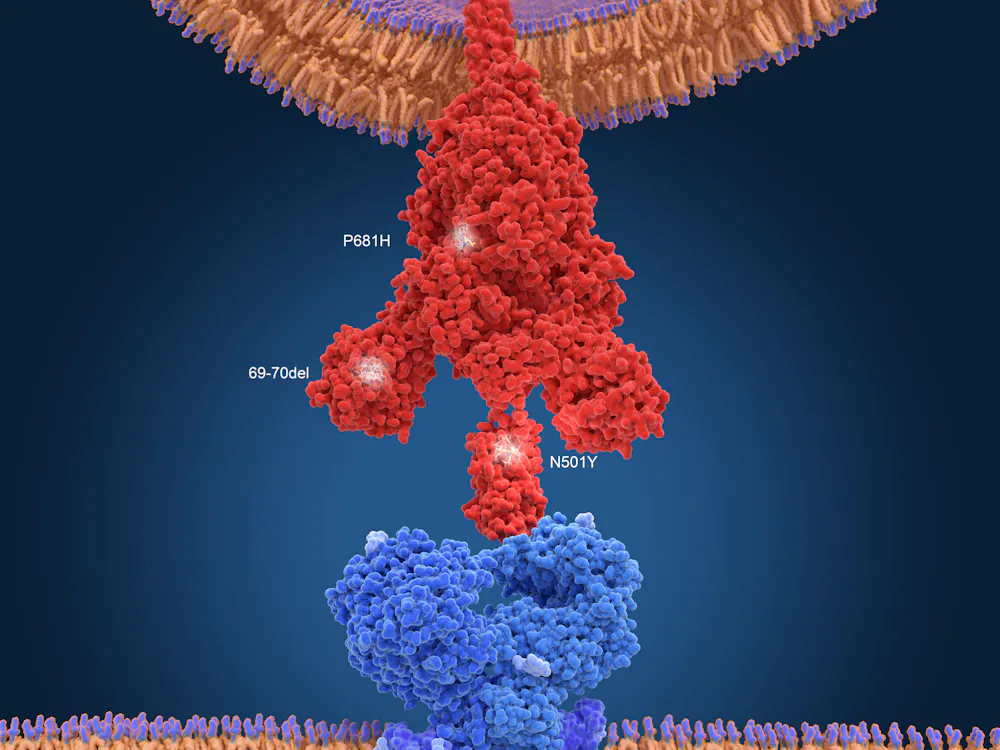 Coronavirus Variants Viral Mutation And Covid 19 Vaccines The Science You Need To Understand