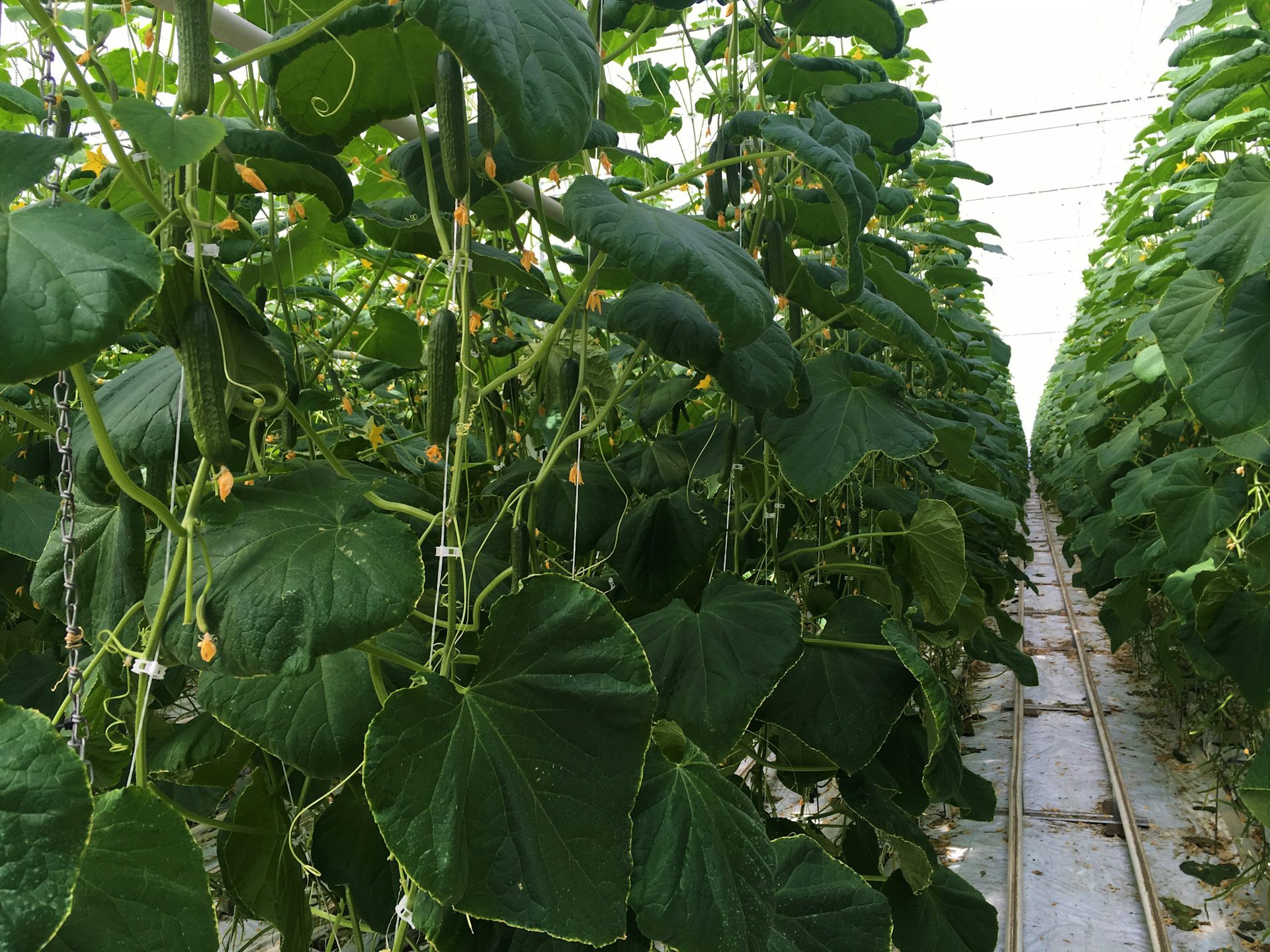 Cucumber plants growing indoors