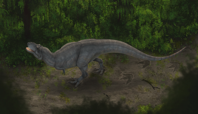 Illustration shows a lone _Albertosaurus_ leaving three-toed footprints behind in the mud as it walks.