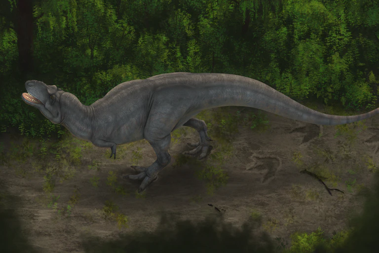 Illustration shows a lone _Albertosaurus_ leaving three-toed footprints behind in the mud as it walks.