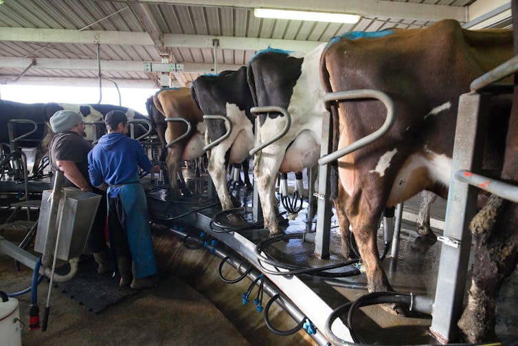 Cows ready to be milked