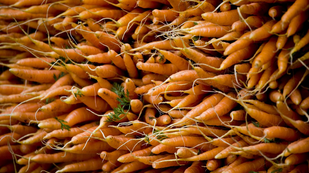 Explainer Why Are Carrots Orange