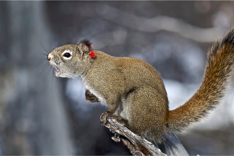 a squirrel on a branch screaming