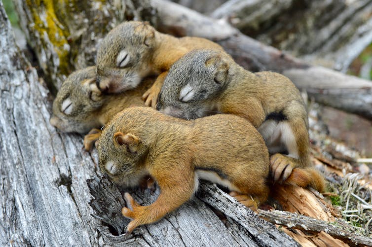 Four squirrel pups