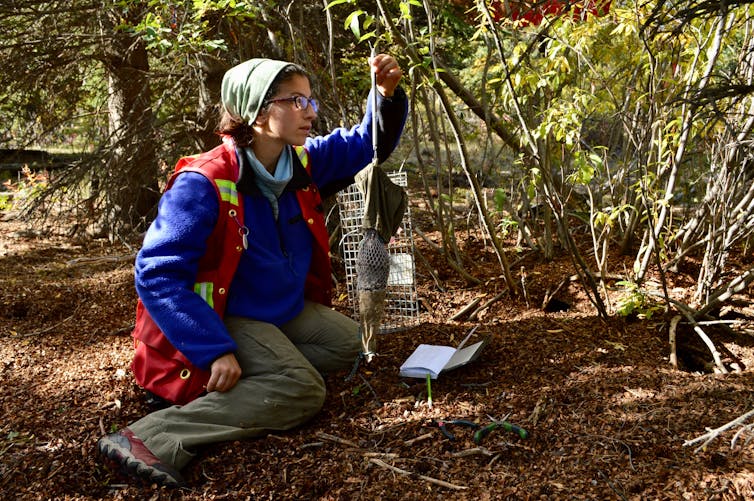 researcher weighs a squirrel