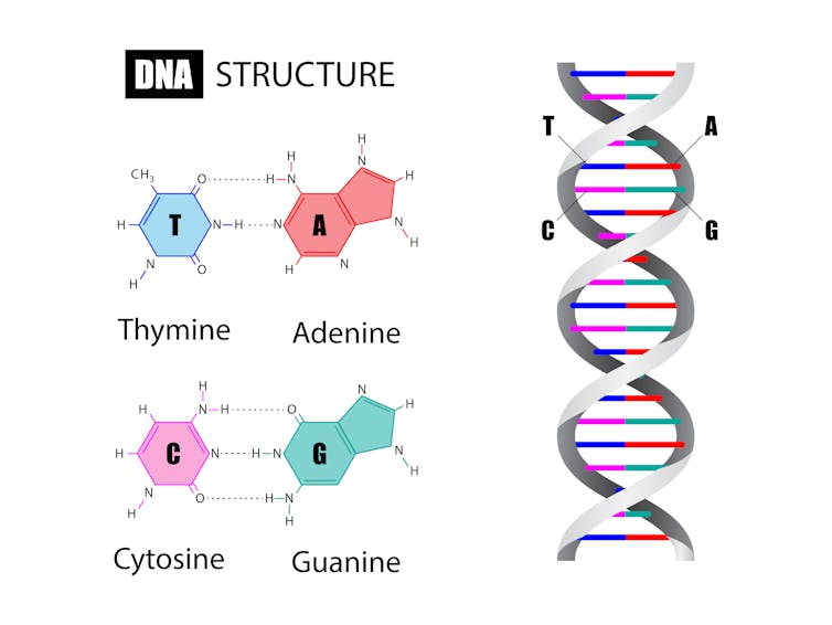 Diagram showing basic DNA structure and chemical bases.