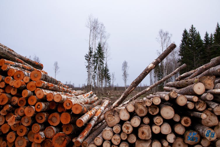 Logs felled in timber operation