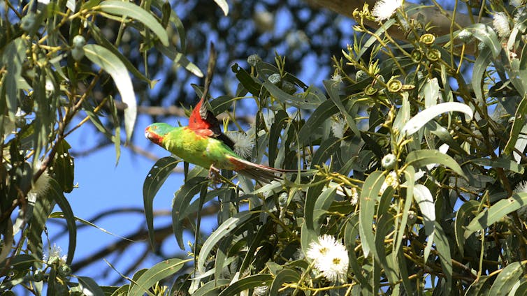 Swift parrot flies through treetops