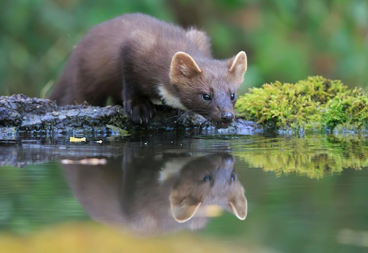 A weasel-like mammal hugging a river bank to sip the water.