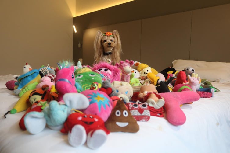 A dog surrounded by toys.