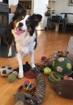 Whisky Knows Her Toys - The New York Times