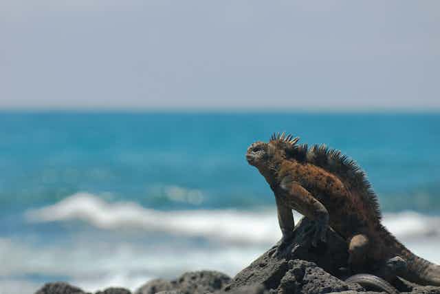 large iguana on rocks looks out to sea