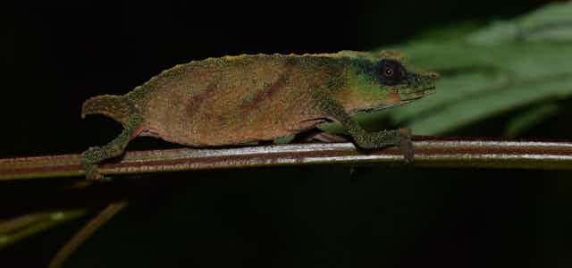 The tiny Chapman’s Pygmy chameleon perched on a twig.