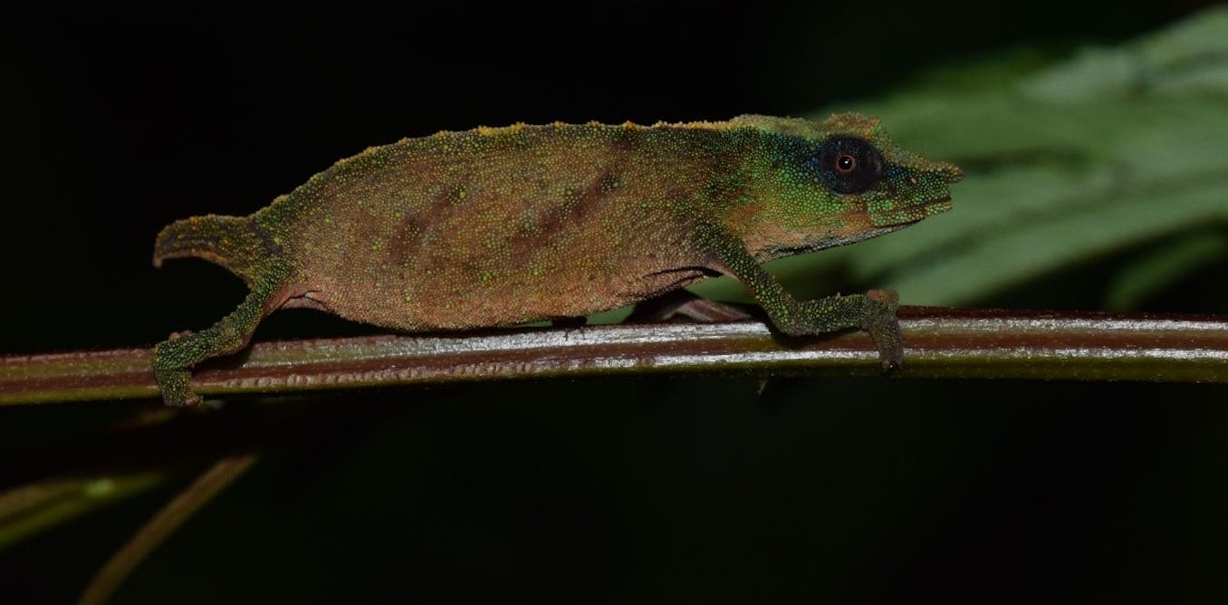 Malawi’s tiny chapman’s chameleons are holding on for dear life
