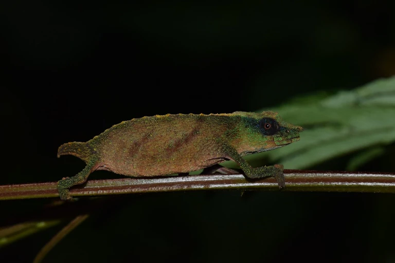 The tiny Chapman’s Pygmy chameleon perched on a twig.