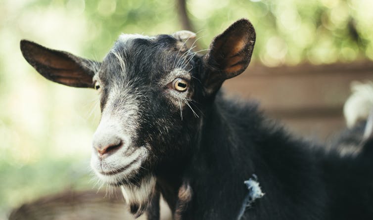 A grey goat looks into the camera.