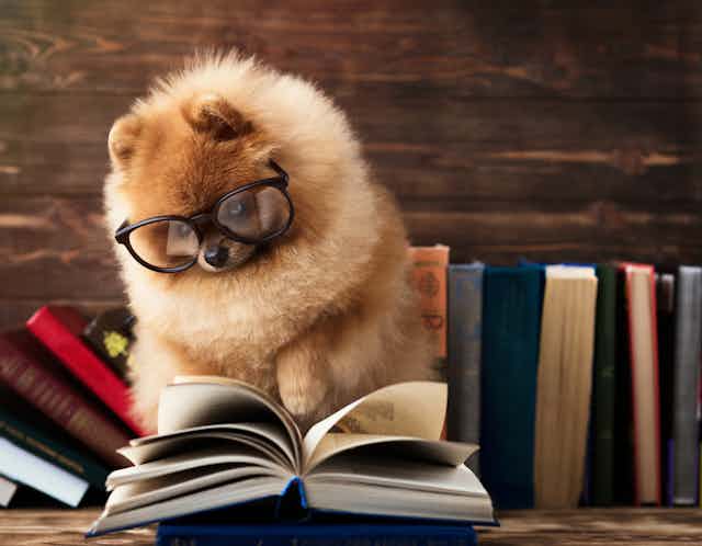 A dog with glasses on looking at an open book.