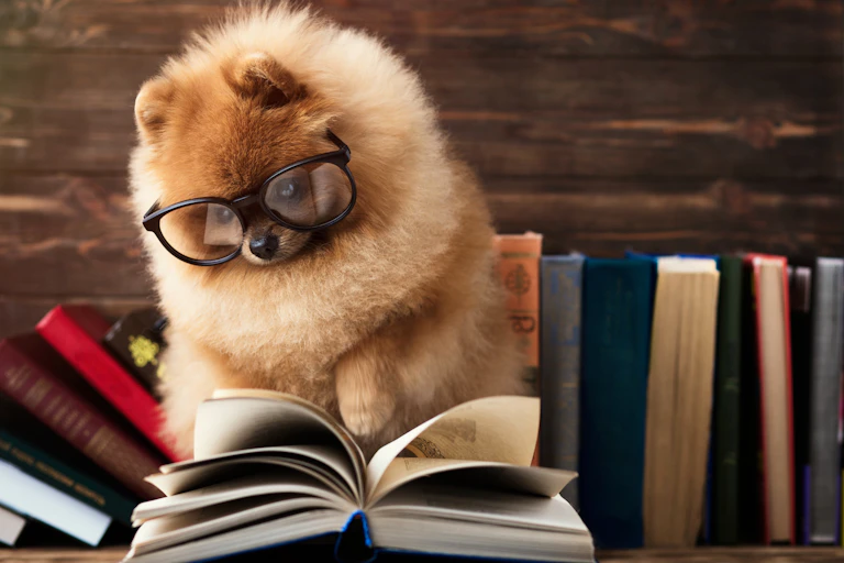 A dog with glasses on looking at an open book.