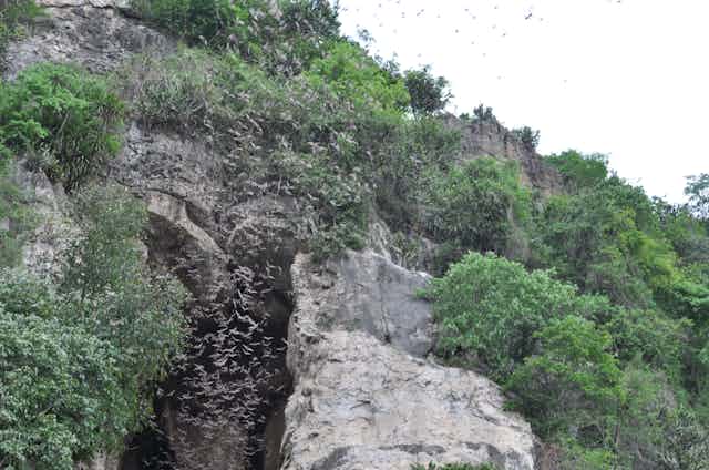 Des chauves-souris s'envolent d'une grotte au Cambodge.