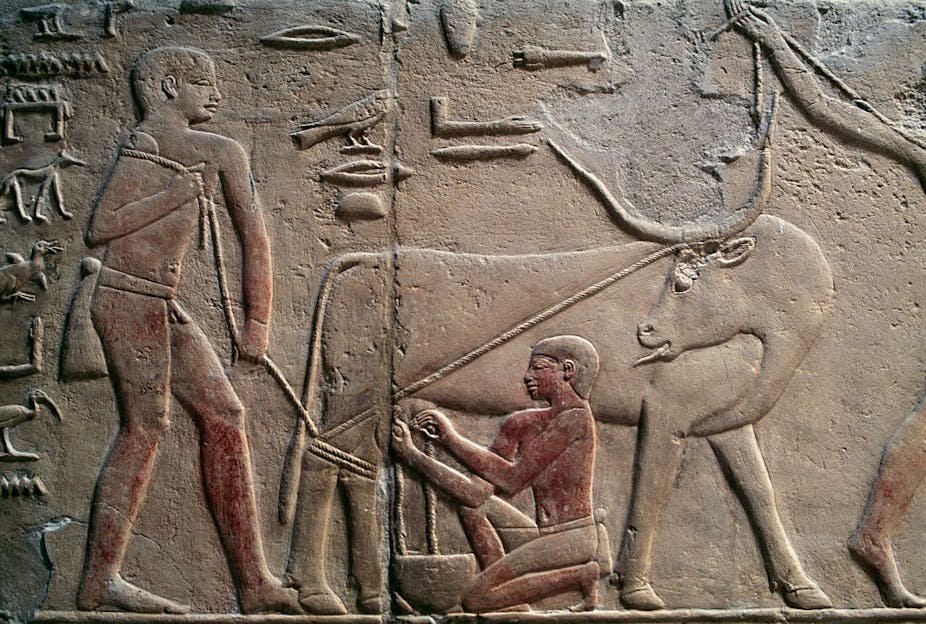A depiction of a man milking a cow carved on a wall in ancient Egypt.