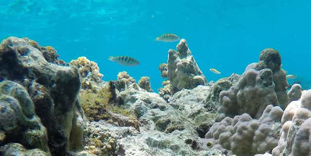 Juvenile sixbar wrasse on a reef.