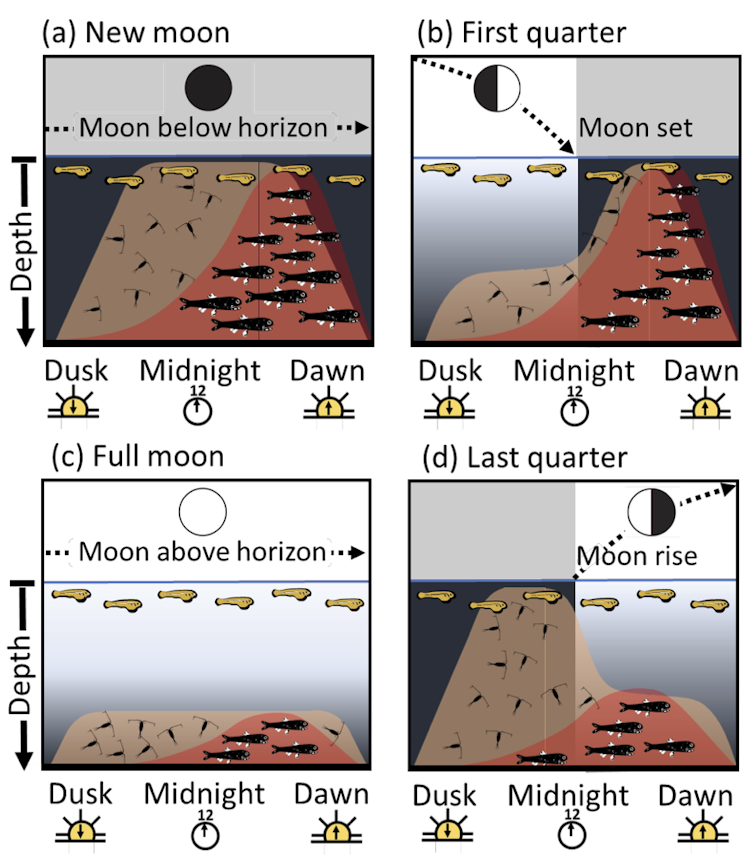 Four graphs showing different phases of the Moon and the amount of predator/prey during each phase.