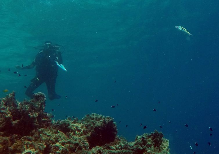 A diver underwater keeping watch on one of the sixbar wrasse fish.