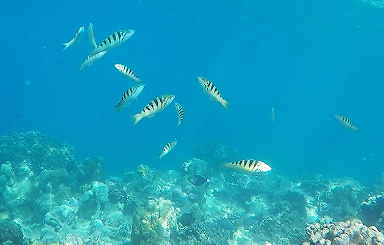 Several sixbar wrasse swim above a reef.