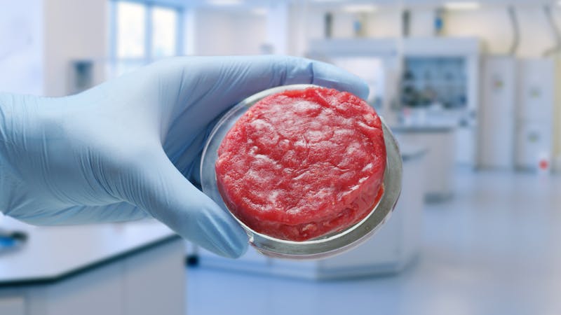 La llegada de la carne artificial y sus consecuencias para la ganadería La llegada de la carne artificial y sus consecuencias para la ganadería